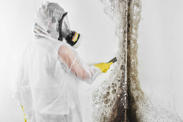 Mold Removal for HVAC Installations in Garrison, ND